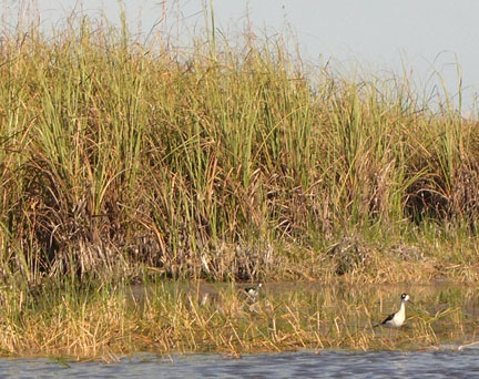 Birds in the Everglades