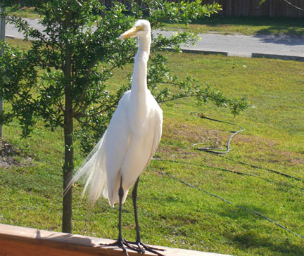 Wild egret in the Everglades