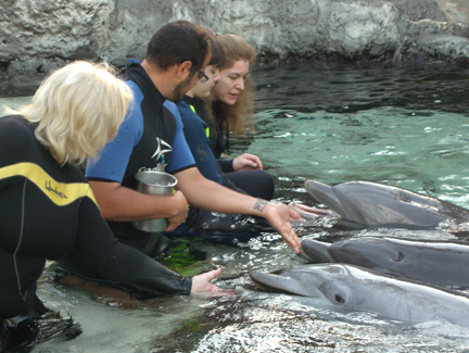 Getting up close feeding, playing, and interacting with dolphins during our Marine Mammal Keeper Experience at SeaWorld