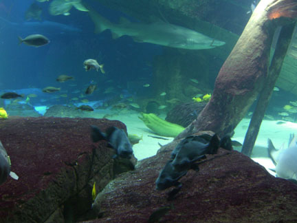 Lost City of Atlantis Shark Exhibit at Atlantis Marine World / Long Island Aquarium and Exhibition Center
