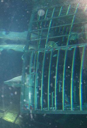 Our Shark Dive cage, with us inside, at the bottom of the Lost City of Atlantis Shark Exhibit at Atlantis Marine World / Long Island Aquarium and Exhibition Center