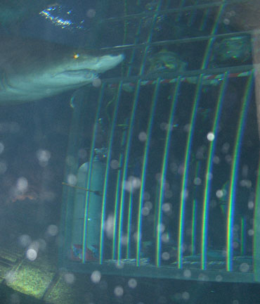 A shark checks out our Shark Dive cage, with us inside, Lost City of Atlantis Shark Exhibit at Atlantis Marine World / Long Island Aquarium and Exhibition Center