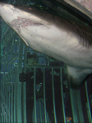 A shark passes incredibly close to our Shark Dive cage, with us inside, Lost City of Atlantis Shark Exhibit at Atlantis Marine World / Long Island Aquarium and Exhibition Center